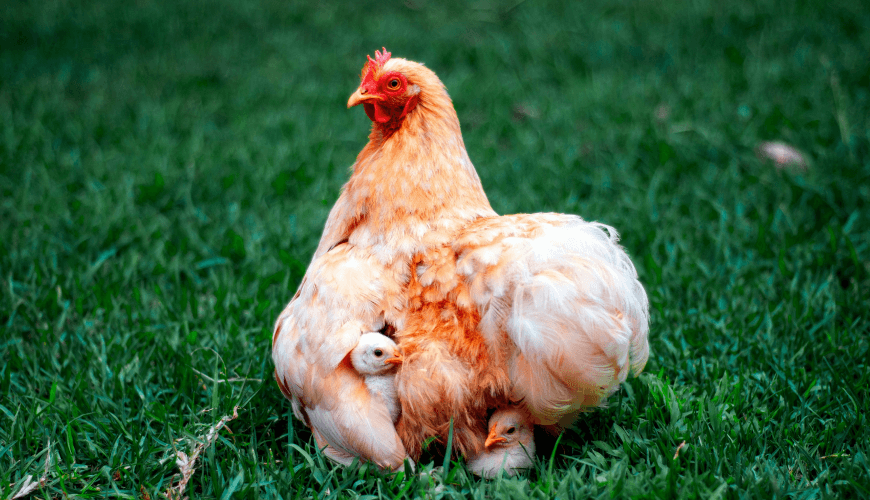 Cream Legbar Hybrid (EXAMPLE)