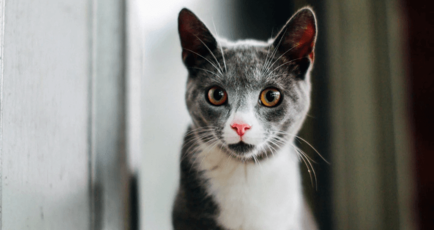 NIkolas Chartreux Cat (EXAMPLE)
