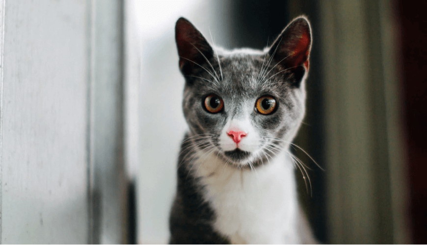 NIkolas Chartreux Cat (EXAMPLE)