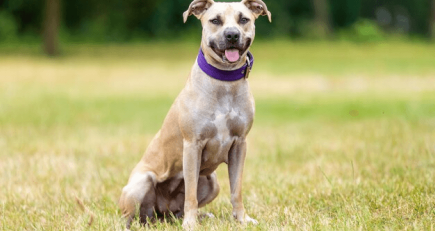 Pitbull Puppy (EXAMPLE)