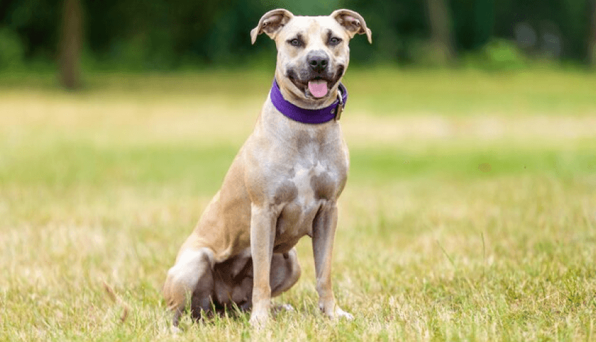 Pitbull Puppy (EXAMPLE)