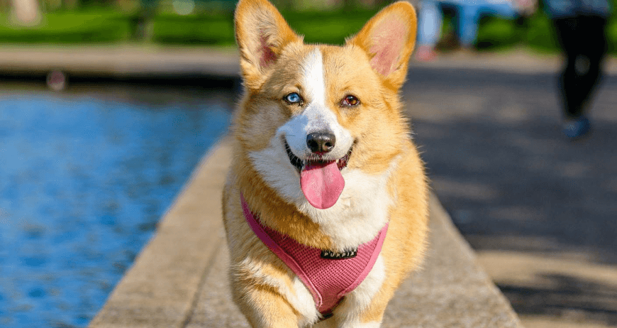 Russian Husky (EXAMPLE)