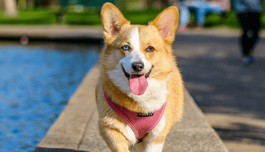 Russian Husky (EXAMPLE)